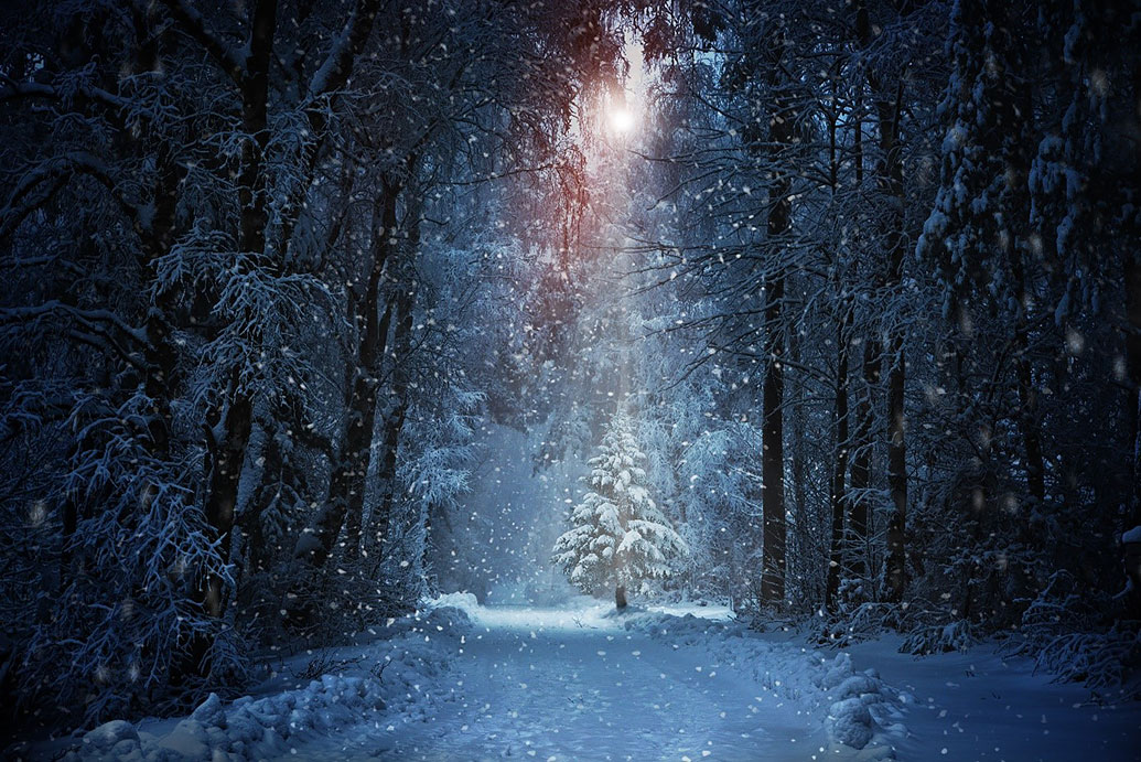 Winterlicher Wald mit stillem Leuchten