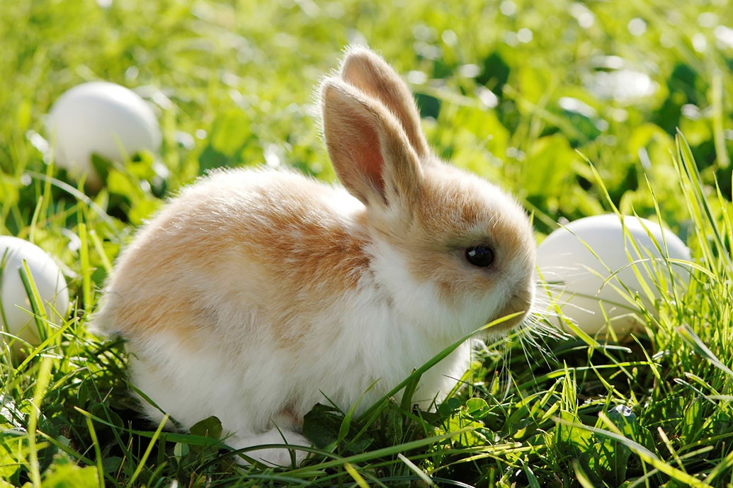 Il coniglietto di Pasqua come simbolo pasquale rappresenta la fertilità e la vita