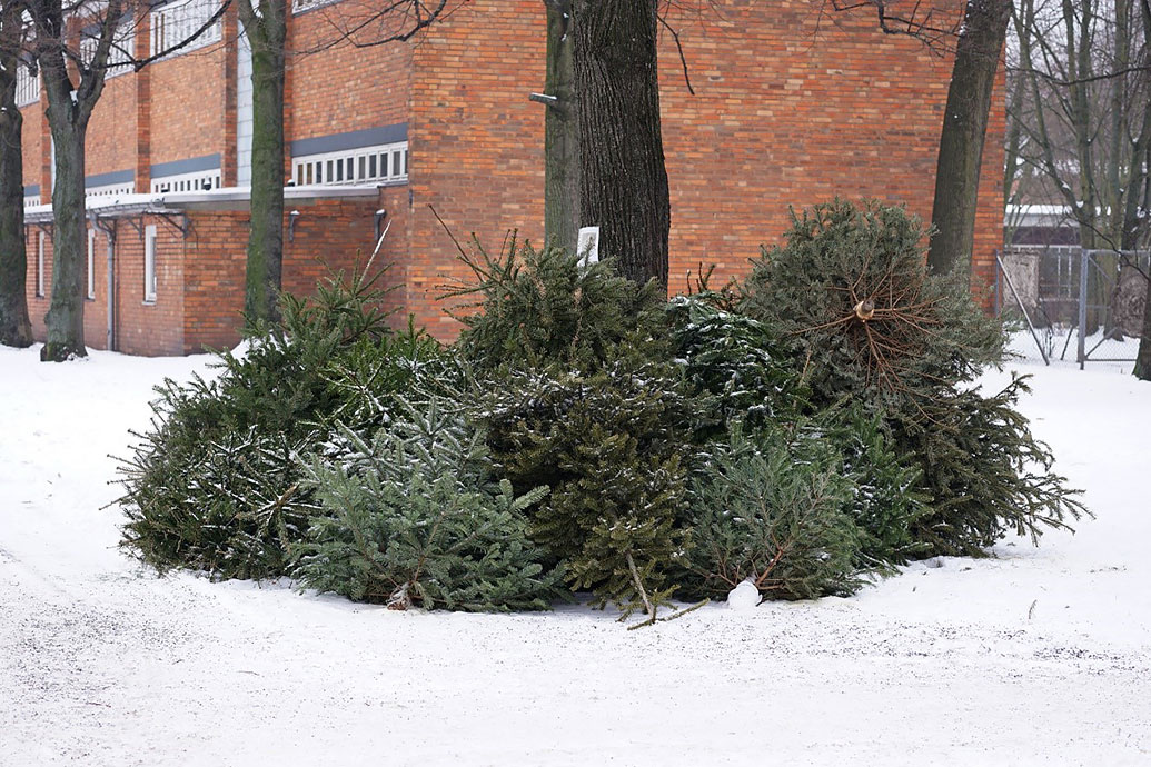 Weihnachtsbaum entsorgen