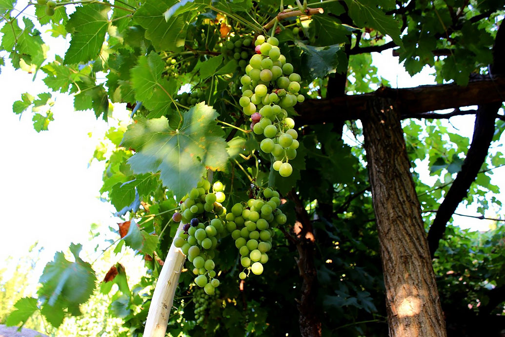 Weinstock als religiöses Symbol