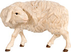 Sheep turned