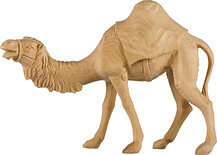 Camel