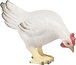 Pecking White Hen