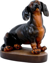 Dachshund