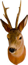 Roebuck head