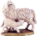 Sheep with lamb