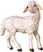 Lamb standing