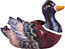 Ente Ente
