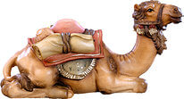 Camel lying