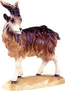 Billy goat