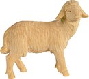 Sheep standing