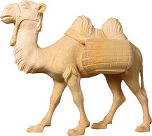 Camel