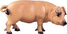 Schwein