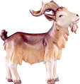 Billy goat