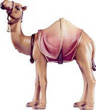 Camel