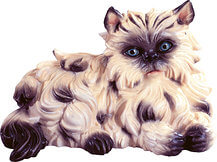 Persian cat